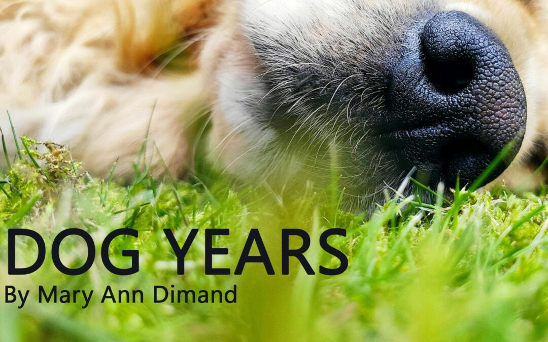 DOG YEARS